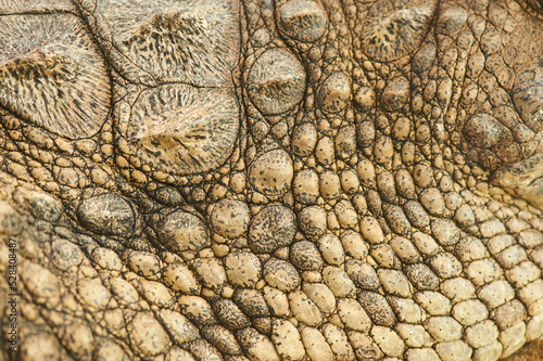 Detail of the dry skin of a crocodile