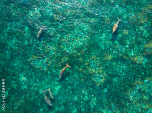 Aerial view of five dugongs swimming in ocean, Sangihe Island, North Sulawesi, Indonesia photo