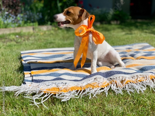 Fototapeta Naklejka Na Ścianę i Meble -  Jack Russell Terrier dog with an orange ribbon around his neck. Dog gift. Home pet.