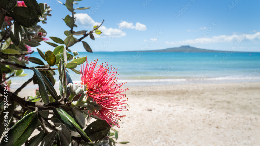 Pohutukawa trees in full bloom at Takapuna beach in summer, out-of-focus Rangitoto Island in distance, Auckland.