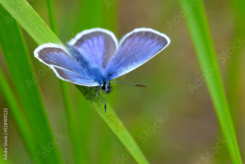 Butterfly on a flower © Tibor Dihen