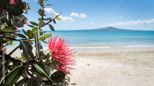 Obraz na płótnie Pohutukawa trees in full bloom at Takapuna beach in summer, out-of-focus Rangitoto Island in distance, Auckland. w salonie