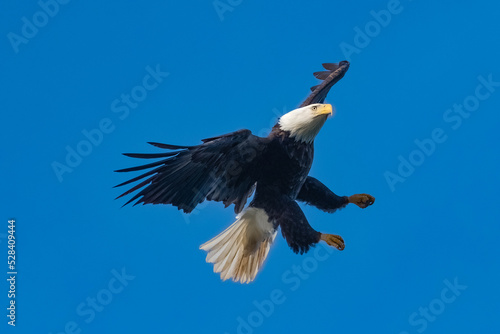 Bald Eagle in flight hunting, British Columbia, Canada