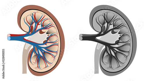 Human Kidney Anatomy Vector Image
