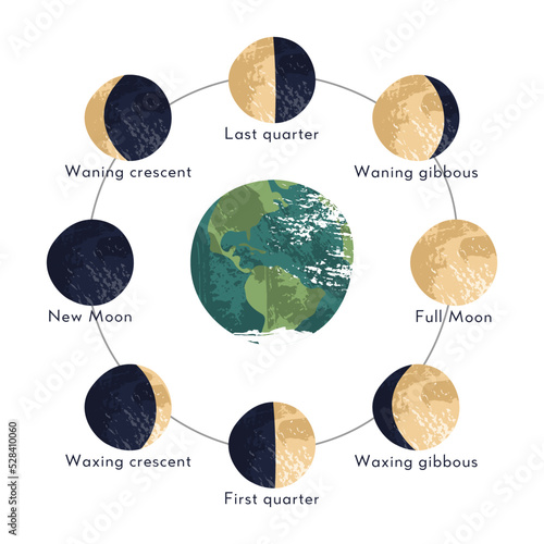 Moon phase, lunar cycle, synodic month. Lunary visible side. New and full moon, waxing and waning crescent, first and last quarter, gibbous. Astronomy, astrophysics. Vector flat cartoon illustration