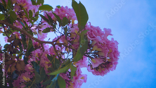 Pink flower, Chompoopantip or Tabebuya or Tabebuia is blooming with blue sky background photo