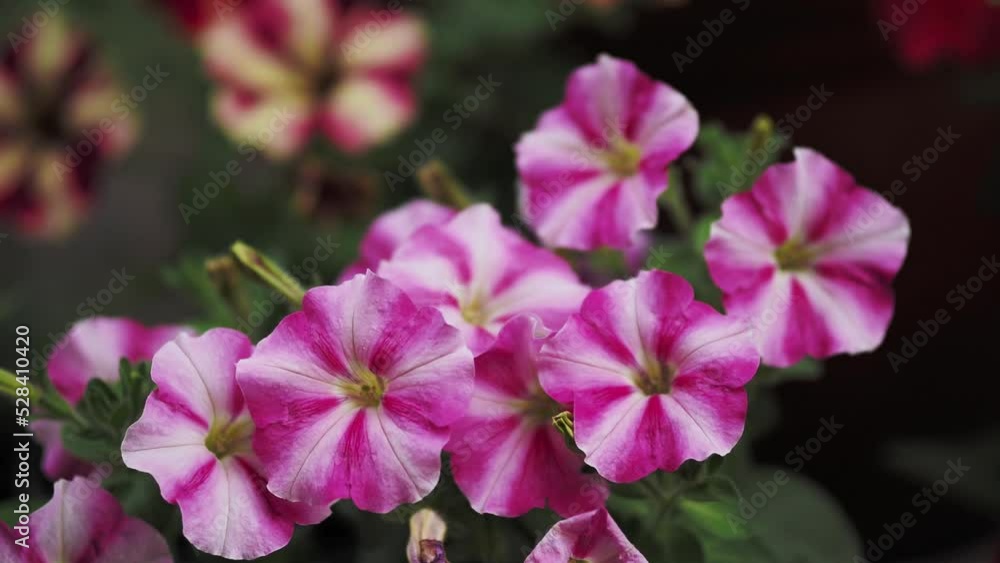 Purple-white flowers on green background Purple-white flowers on green background