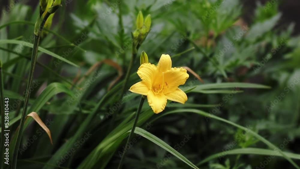 Yellow flower among the green grass Yellow flower among the green grass