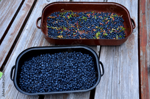 summer work at the cottage at the table. wife and son sorting picked blueberries and getting rid of leaves. A baking pan, a pot full of blue balls. coffee and a book as relaxation