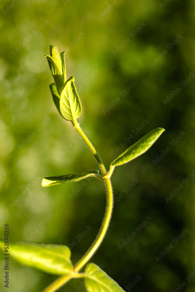 Young green stem on a natural background on a sunny day.Vertical image, flat lay.