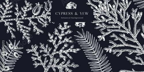 Christmas background on chalkboard. Vector frame with hand drawn conifers sketch - cypress and yew. Vintage design for Christmas decoration. Winter trees and evergreen plants botanical illustration