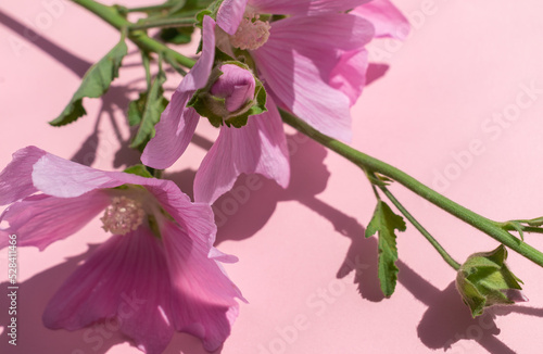 Fototapeta Naklejka Na Ścianę i Meble -  Horizontal postcard. Pink mallow on a pink background. Summer postcard. Close-up.