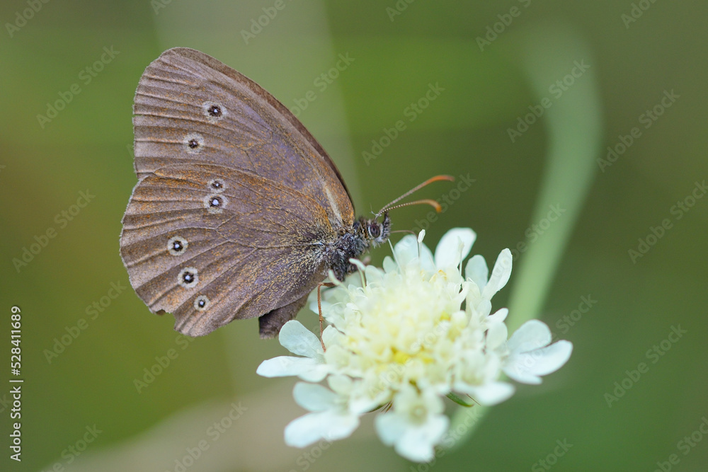 Obraz premium Butterfly on a flower
