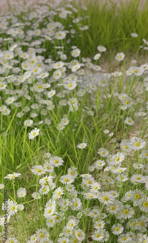 Beautiful green grass with white flowers in blooming 3D rendering nature wallpaper backgrounds