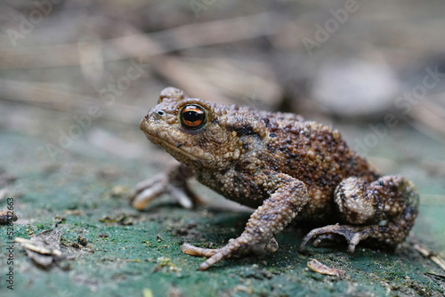 Closeup on an adult Common European Toad, Bufo bufo sitting on the ground in the garden