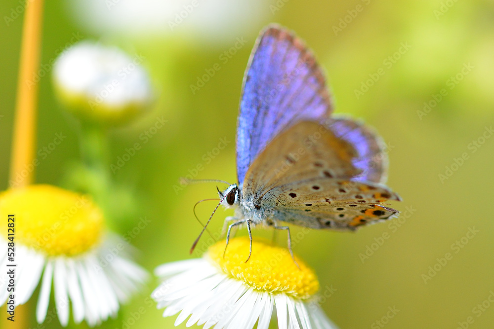 Butterfly on a flower Butterfly on a flower