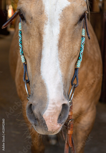 Horse head, portrait in the stable. A palomino horse ready to ride. The bridle