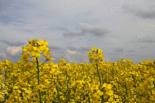 Beauty yellow inflorescences of flowering rapeseed on an agricultural field. Colza or canola blooming flower stock photo 