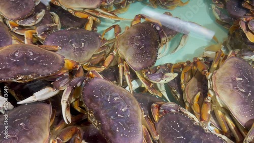 Many big alive dungeness crabs are crowded into tanks. American crabs photo