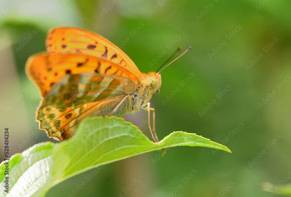 Obraz premium Butterfly on leaf