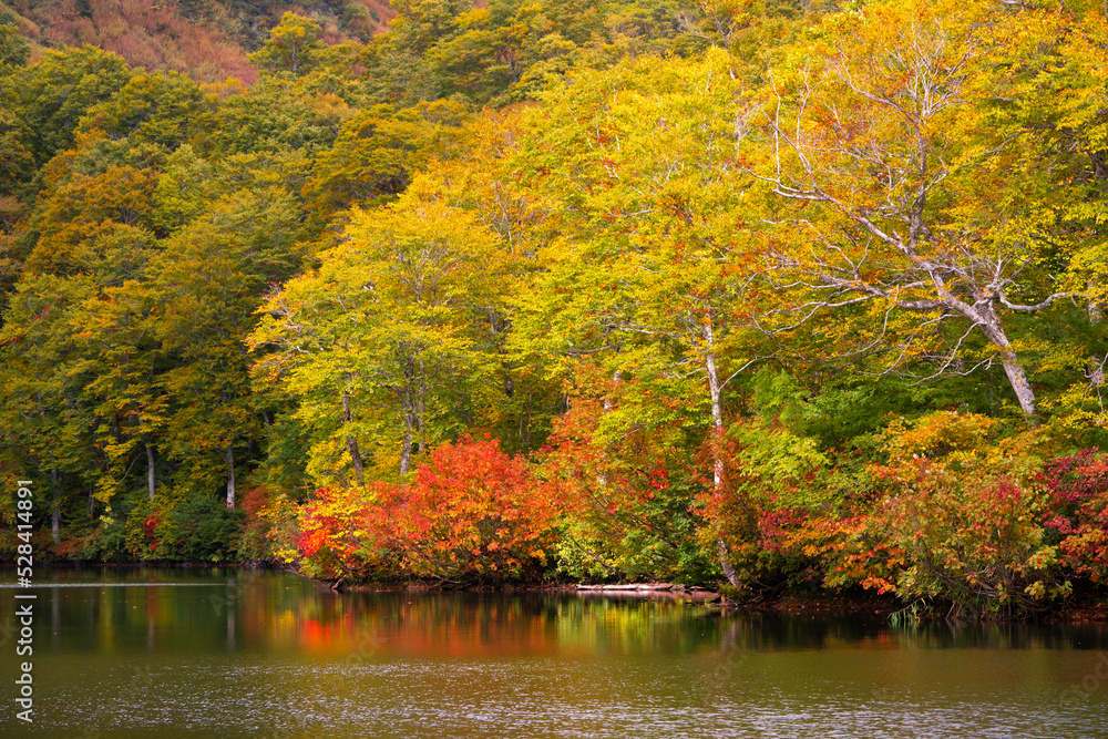 雨飾高原、鎌池の紅葉