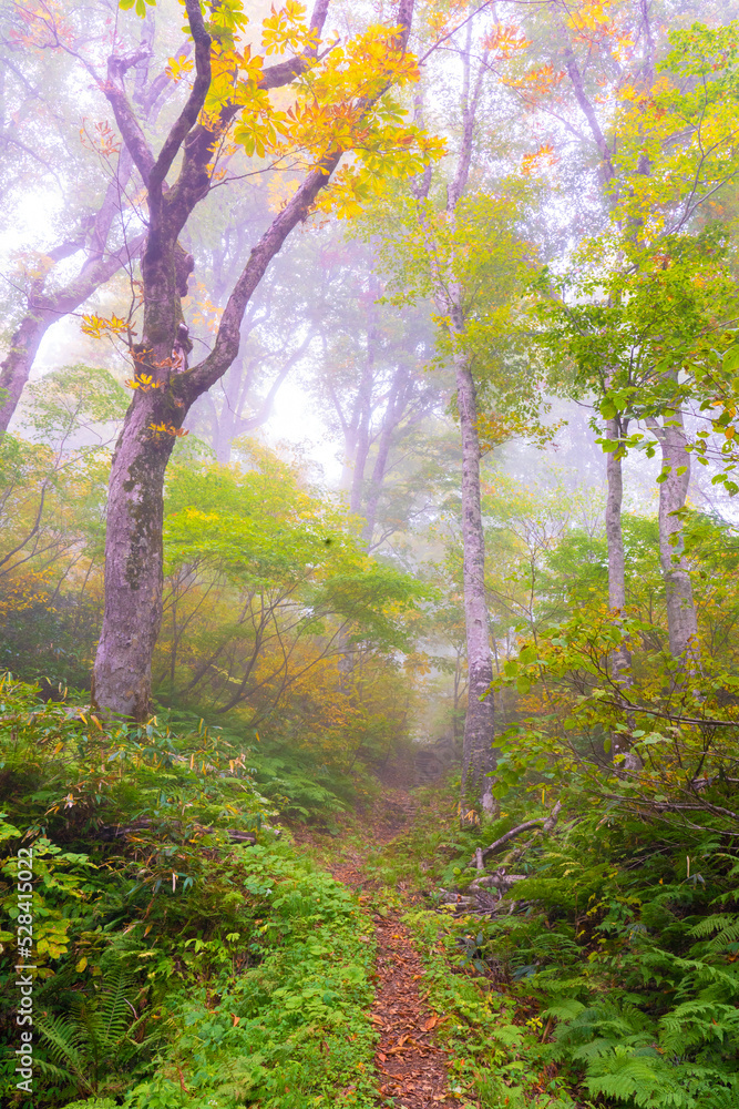 霧の雨飾高原、鎌池の紅葉の森