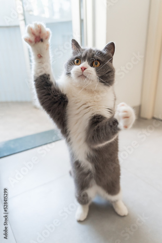 British Shorthair cat stands up and stretches out paws