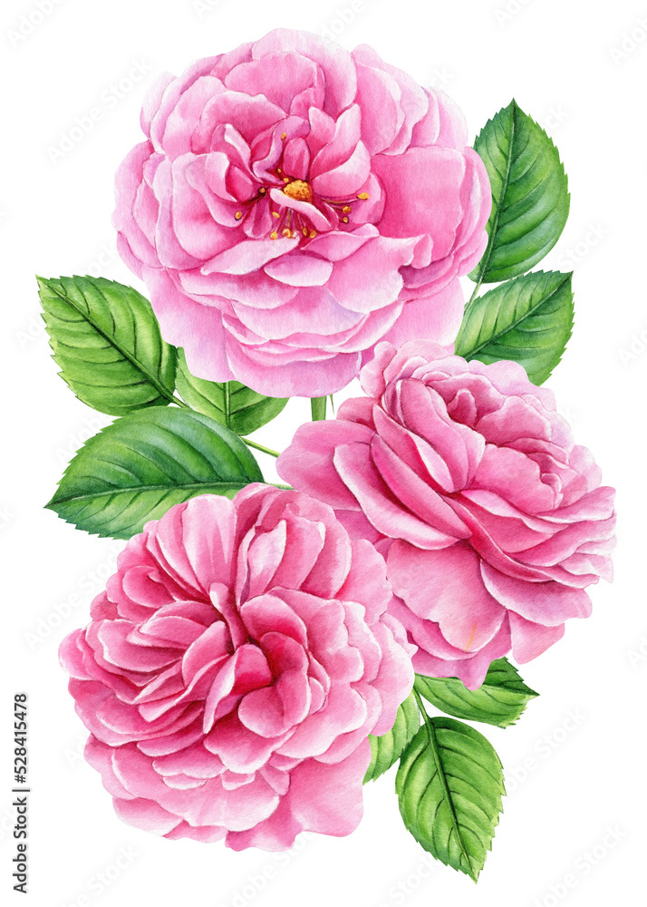 Watercolor bouquet of Roses, leaves, pink flower isolated white background, vintage rose Watercolor bouquet of Roses, leaves, pink flower isolated white background, vintage rose