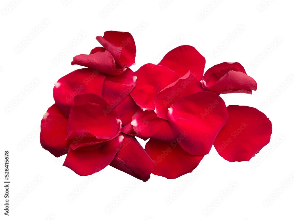 red rose petals red rose petals