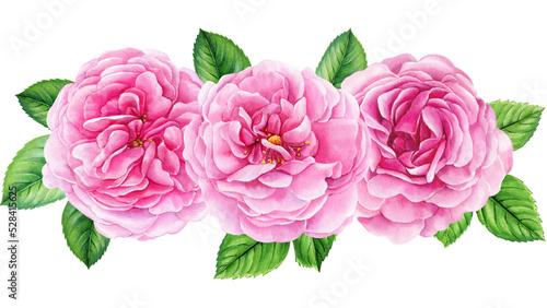 Watercolor bouquet of Roses, leaves, pink flower isolated white background, vintage rose
