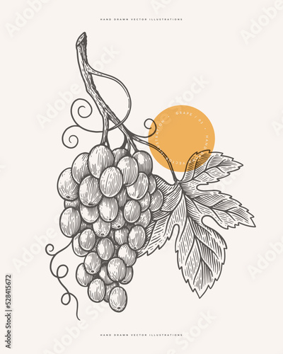 Bunch of grapes with a leaf in the style of an antique engraving. Vector illustration on a light background.