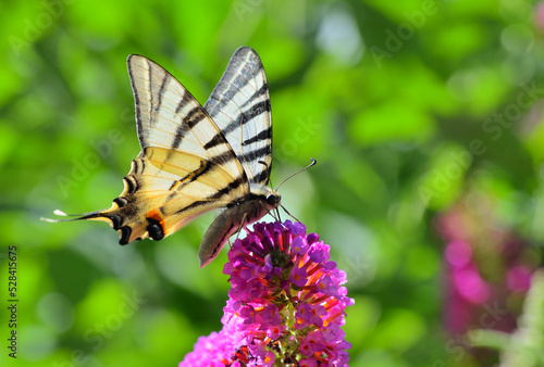 Butterfly on flower