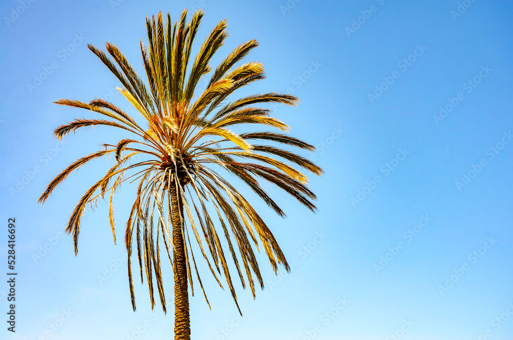 A leaves of a palm tree catch early evening sunlight in California, pictured against a blue sky.