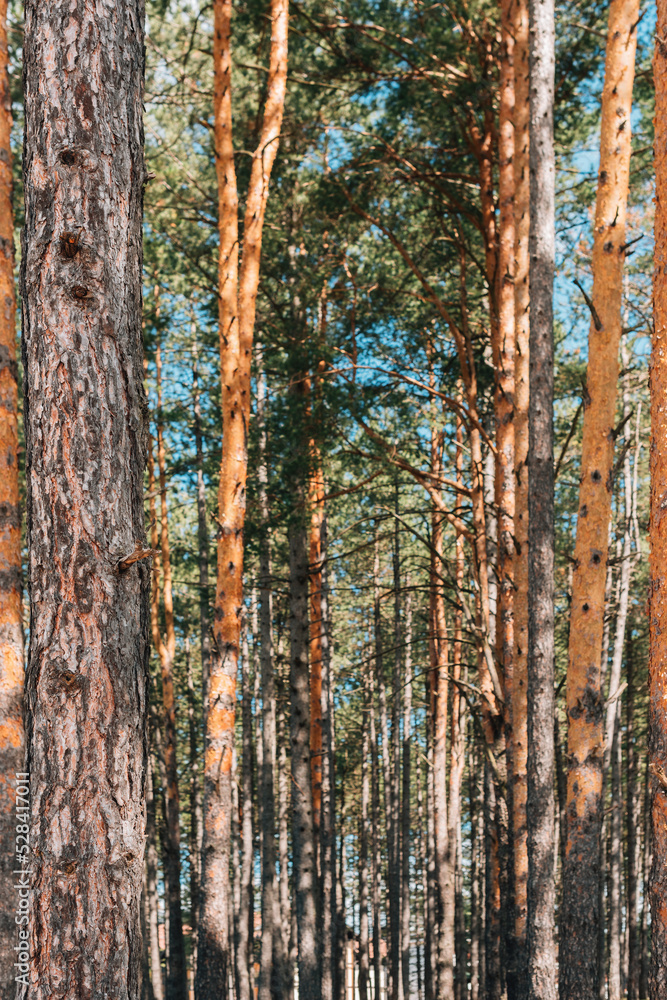 Tall pine (Pinus Silvestris variegata Zlatiborica) trees on Zlatibor