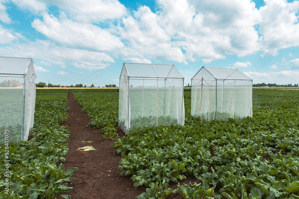 Obraz premium Sugar beet pollination control tents in cultivated agricultural field