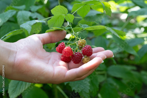 Close up of a female hand holding ripe raspberry berries in the garden