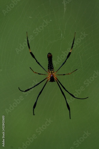 Spider web dark photo 