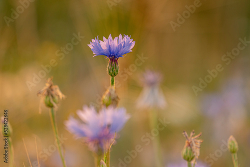 Wallpaper Mural flowers in the field Torontodigital.ca