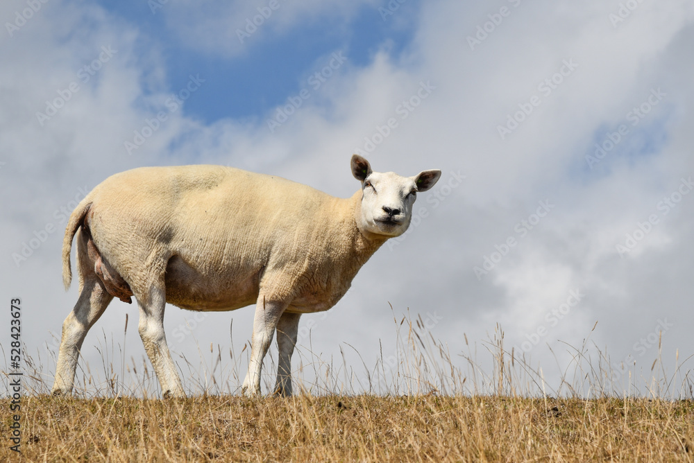 Fototapeta premium Texel, Netherlands. August 2022. A sheep on the dike on the island of Texel.