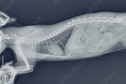 X-ray of the chest and abdomen of a cat with pneumonia. Black and white photograph of a cat's internal organs. Treatment and prevention of pet asthma.