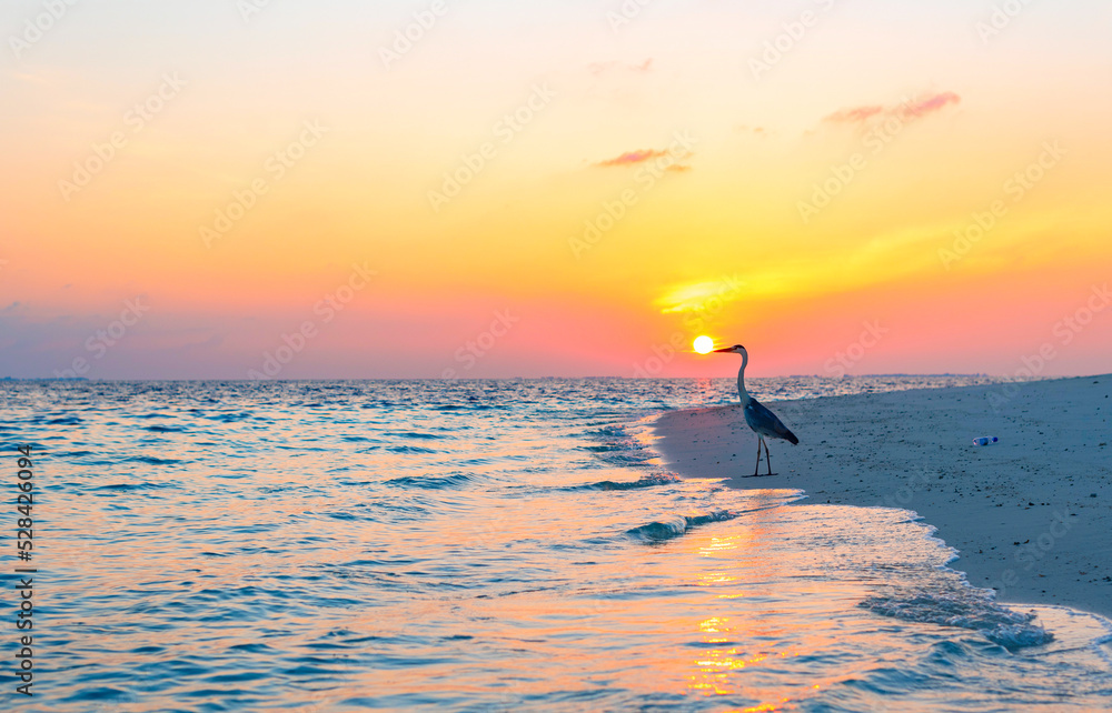 Fototapeta premium gray heron on the shores of the Indian ocean at dawn in the Maldives