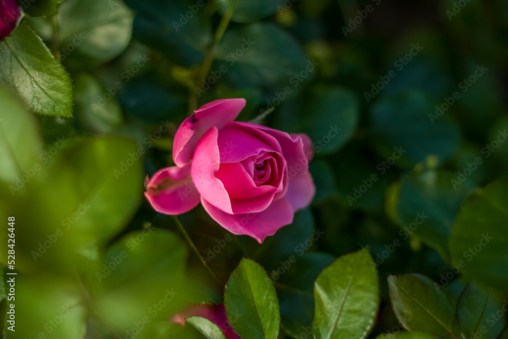 Beautiful and bright roses grow in a flower bed in the park. Take a walk in the park on a summer day and look at the beautiful flowers. Selective focus, floral wallpaper. Beautiful and bright roses grow in a flower bed in the park. Take a walk in the park on a summer day and look at the beautiful flowers. Selective focus, floral wallpaper.
