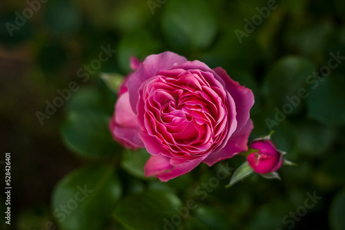 Beautiful and bright roses grow in a flower bed in the park. Take a walk in the park on a summer day and look at the beautiful flowers. Selective focus  floral wallpaper.