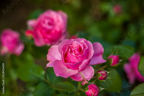 Beautiful and bright roses grow in a flower bed in the park. Take a walk in the park on a summer day and look at the beautiful flowers. Selective focus, floral wallpaper.