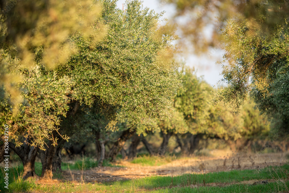 Olive trees garden. Mediterranean landscape. Olive trees garden. Mediterranean landscape.