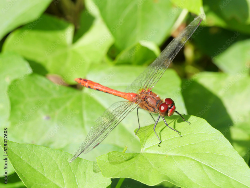 Auf einem grünen Blatt sitzendes Männchen der Blutroten Heidelibelle, Sympetrum sanguineum schräg von vorne Auf einem grünen Blatt sitzendes Männchen der Blutroten Heidelibelle, Sympetrum sanguineum schräg von vorne