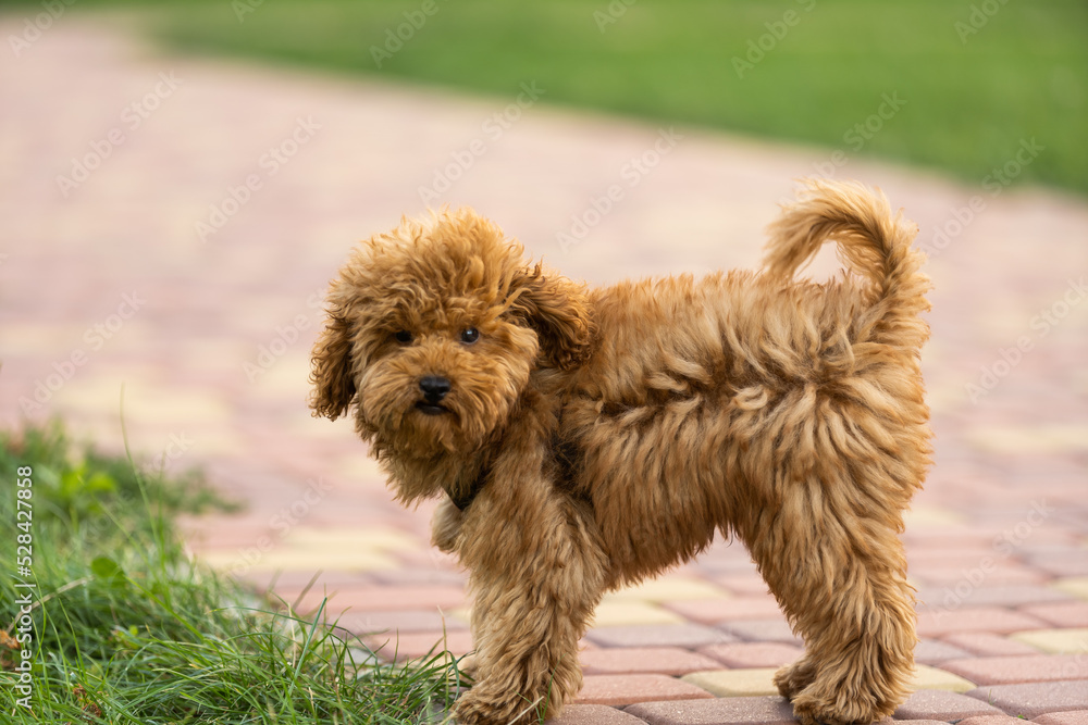 Adorable Maltese and Poodle mix Puppy or Maltipoo dog, running and jumping happily, in the park