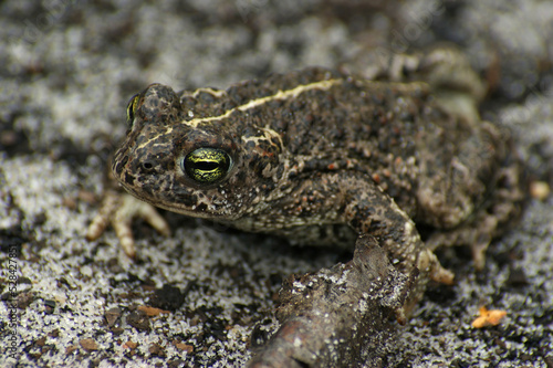 Close up of a small striped Natterjack toad , Bufo calamita in Den Diel, Limburg, Belgium