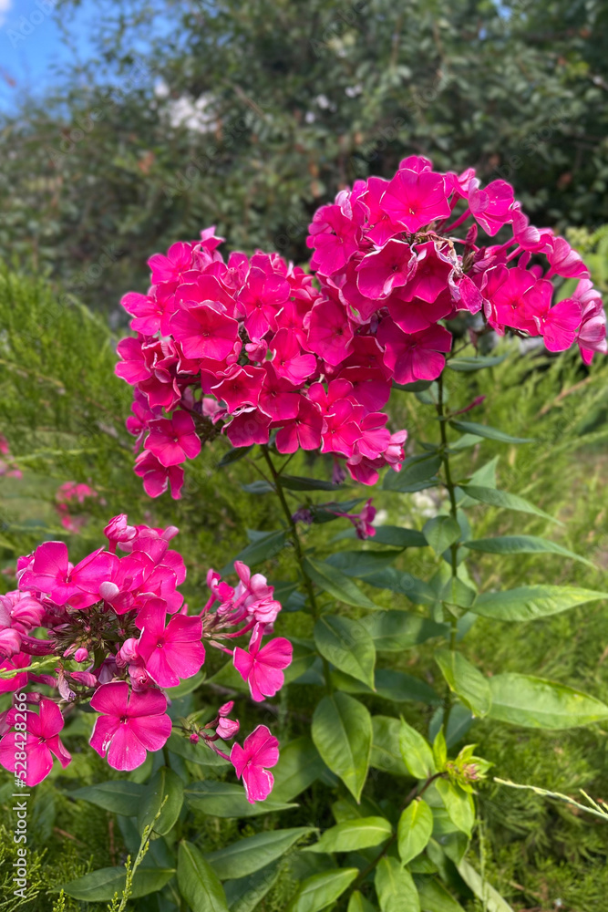 Phlox Paniculata Garden Phlox In Bloom. Phlox Paniculata, Fall Phlox, Garden Phlox Paniculata Garden Phlox In Bloom. Phlox Paniculata, Fall Phlox, Garden