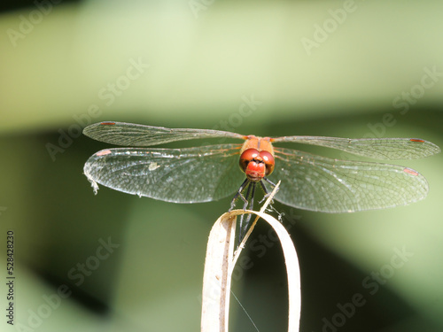 Auf einem Schilfblatt sitzendes Männchen der Blutroten Heidelibelle, Sympetrum sanguineum von vorne photo